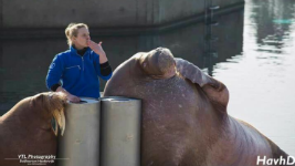 Vanessa Schuurman Hess, Dolfinarium Harderwijk