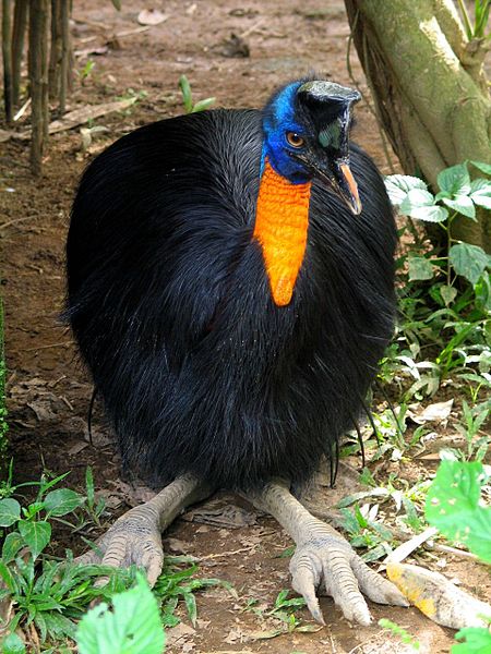 450px Casuarius unappendiculatus Northern Cassowary head to toe