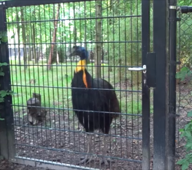 Het trainen van een oranjehals kasuaris